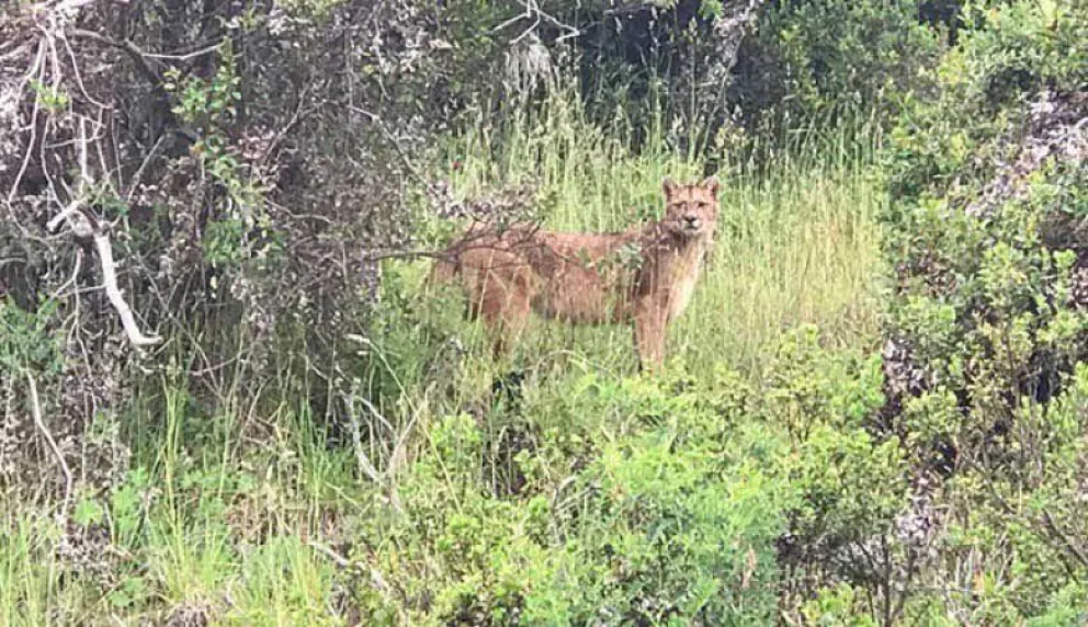 Conmoción en el cerro Otto por la aparición de un puma dentro de un terreno