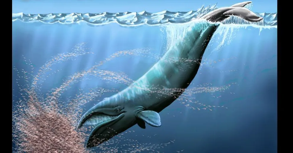 Científica del CONICET describió al primer pariente de la ballena franca austral