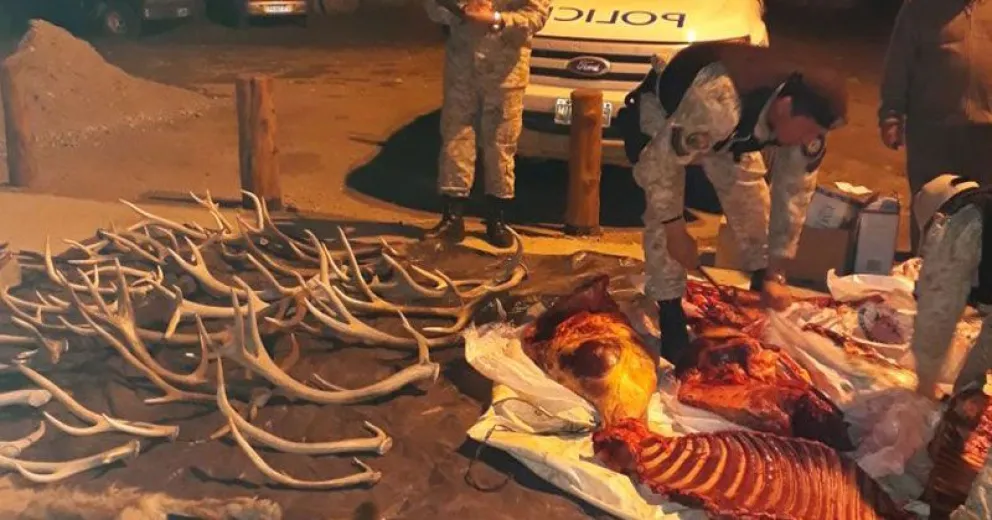 Secuestraron 30 astas de ciervo y 150 kilos de carne