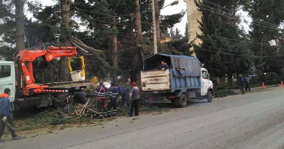 Los trabajos de apeo de árboles llegaron hasta la avenida Juan Herman