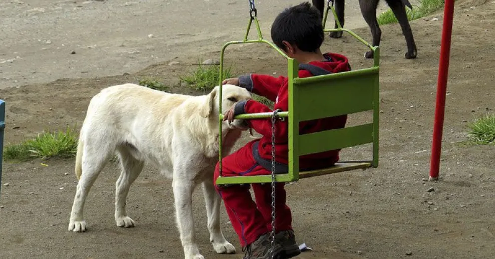 Esta semana, esterilizaciones gratuitas en barrios Vivero y La Cumbre