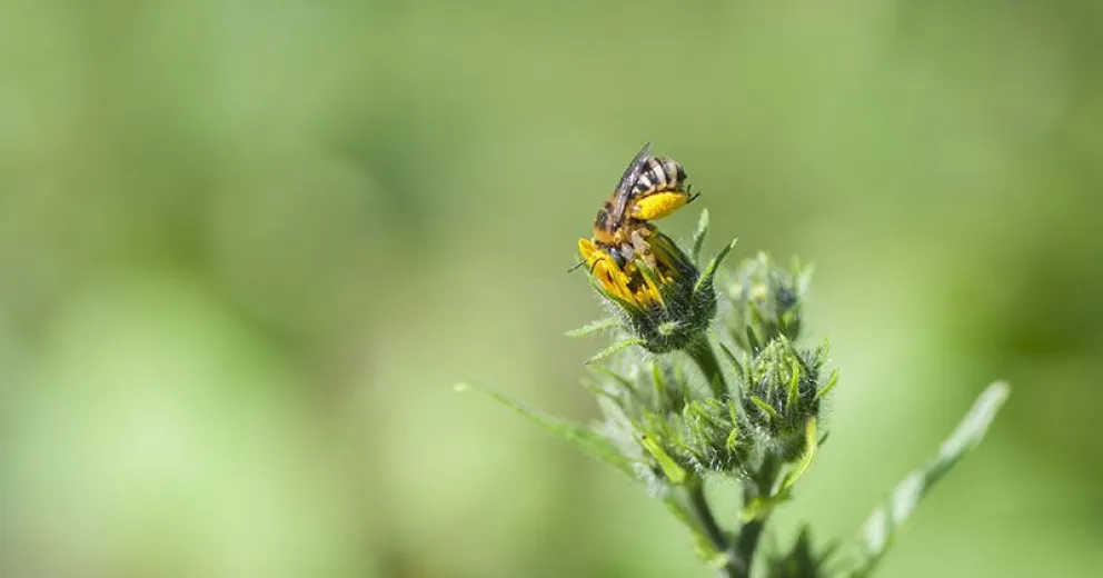 Un proyecto de ley busca reducir el impacto del monocultivo