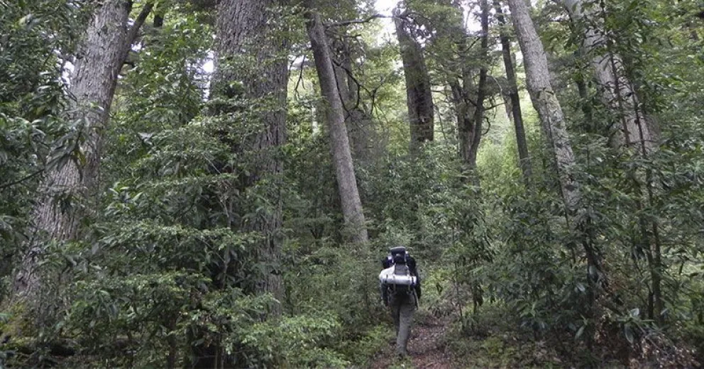 El CIEFAP coordina el Segundo Inventario Nacional de Bosque Nativo