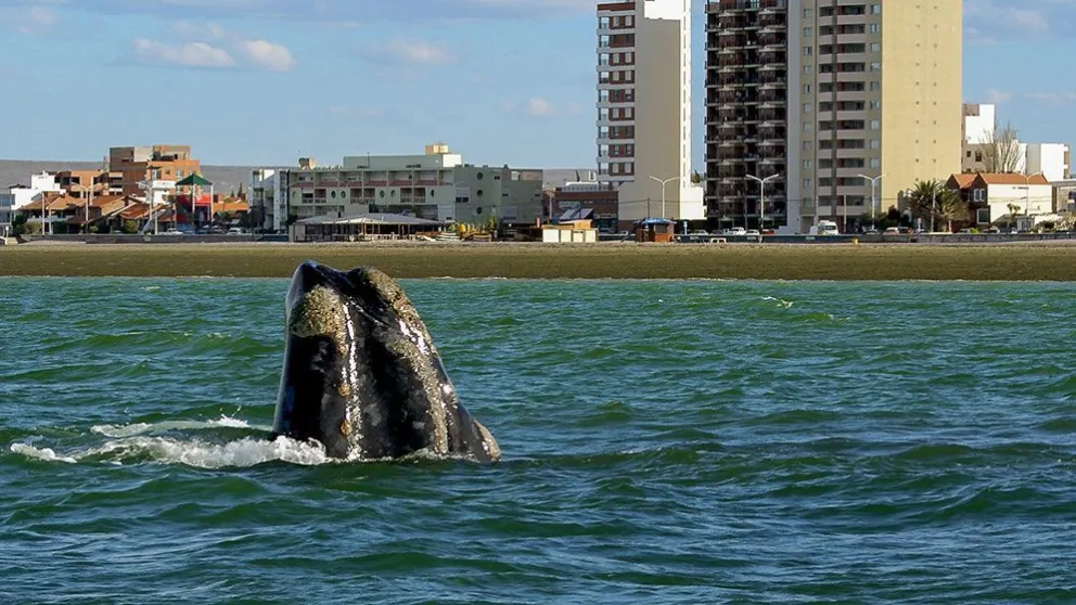 Investigan la interacción entre las ballenas de Puerto Madryn y los barcos