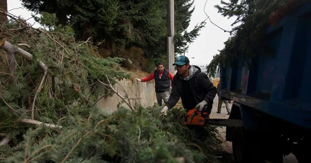 Se lleva a cabo la poda preventiva en varios puntos de la ciudad