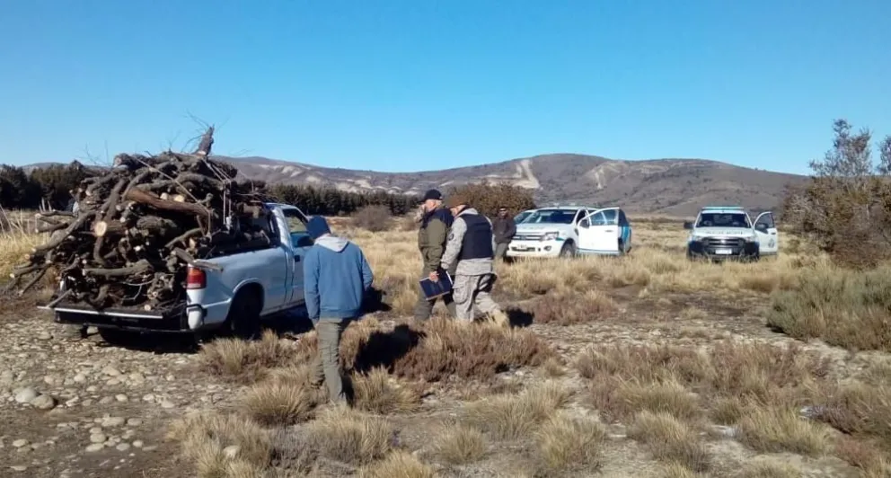 Secuestran leña, motosierras y hacha al detectar una tala clandestina