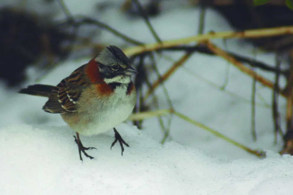 Lanzan Guía de Aves con el ánimo de protagonizar la conservación
