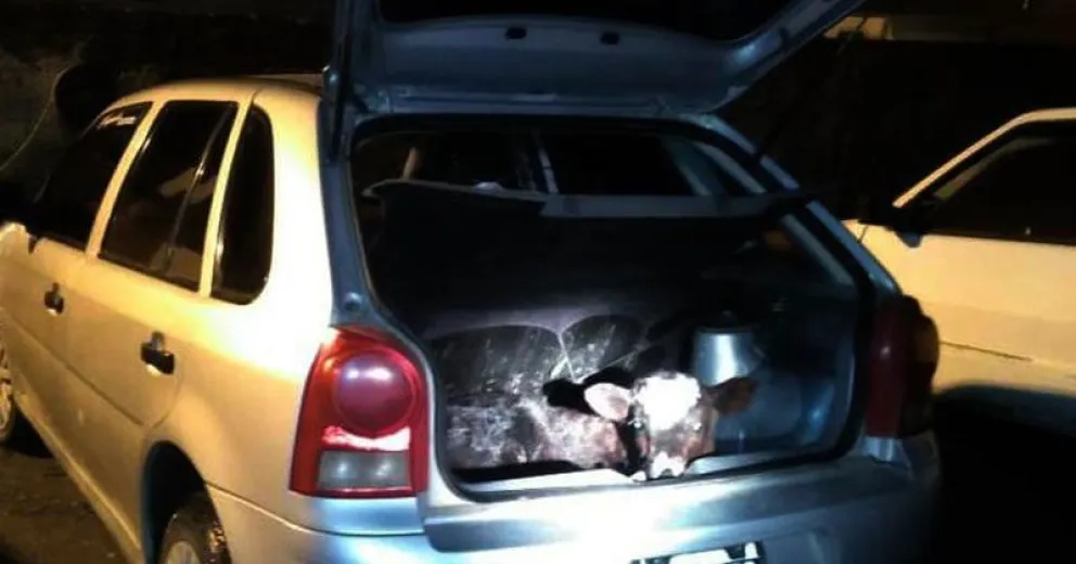 Detenidos por trasladar un ternero vivo en el auto
