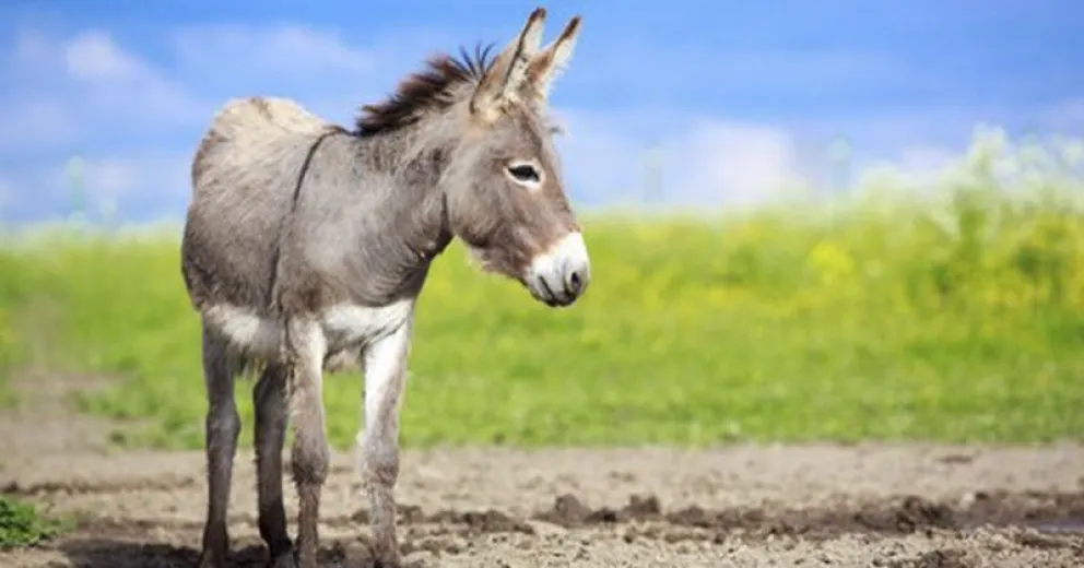 Ya se comercializa la carne de burro en algunas carnicerías de Trelew. Imagen ilustrativa. 