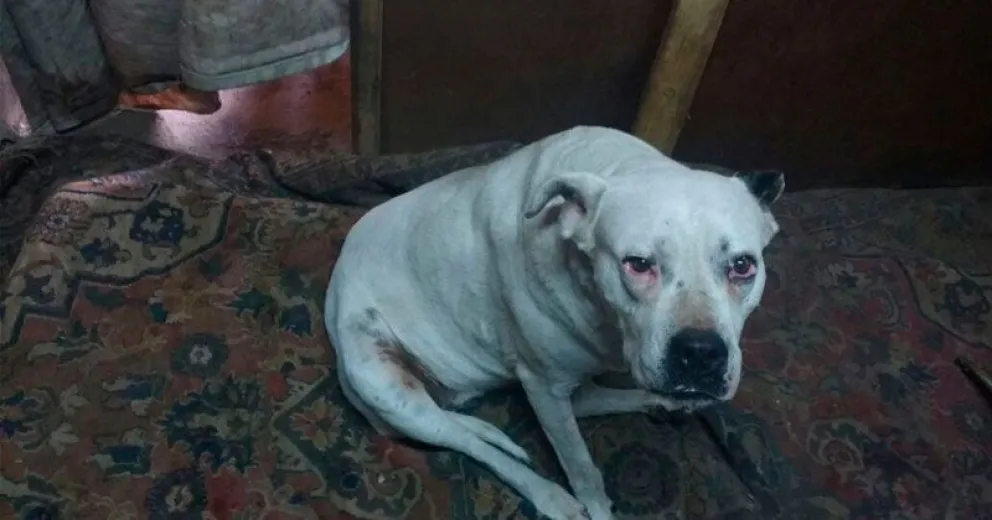 “Lo que ocurrió fue una desgracia”, dijo el responsable de los perros del video viralizado