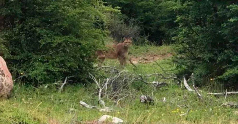 Avistaron un puma en el camino viejo a Colonia Suiza y solicitan no transitar por la zona