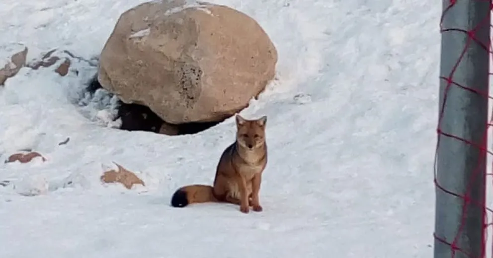 Campaña de Parques para que turistas y residentes no alimenten a la fauna silvestre