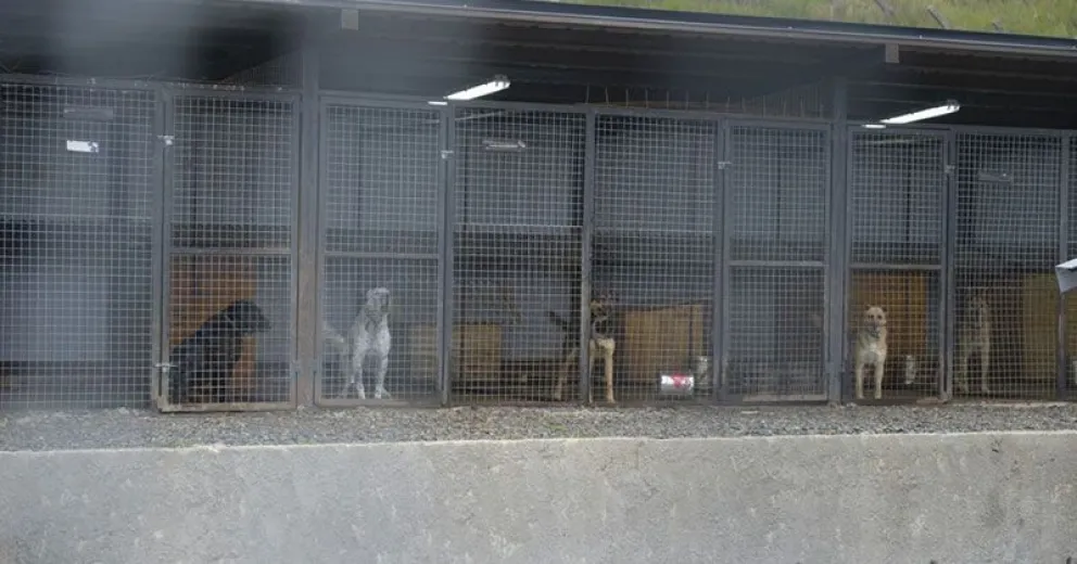 Aseguran que en Bariloche hay más de 26 mil perros en la calle