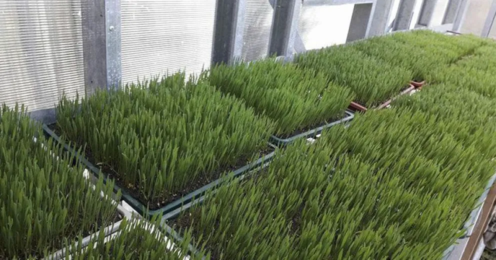 Productores hierba de trigo orgánico locales llegan a Córdoba y Bogotá