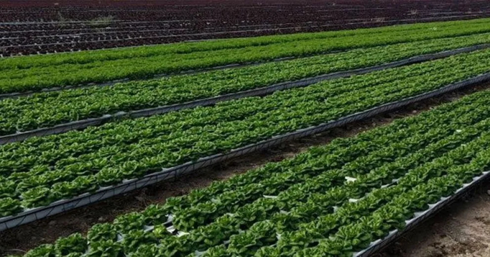 Agustín Casalins: “Con 15 hectáreas de  hidroponía, Bariloche podría producir todo su consumo de vegetales”