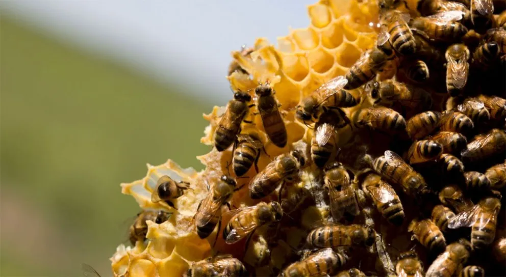 Detectan importante reducción en la variedad de abejas 