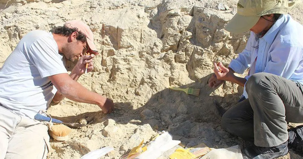 Describen nueva especie de delfín que pertenece a una familia de ejemplares del río Ganges