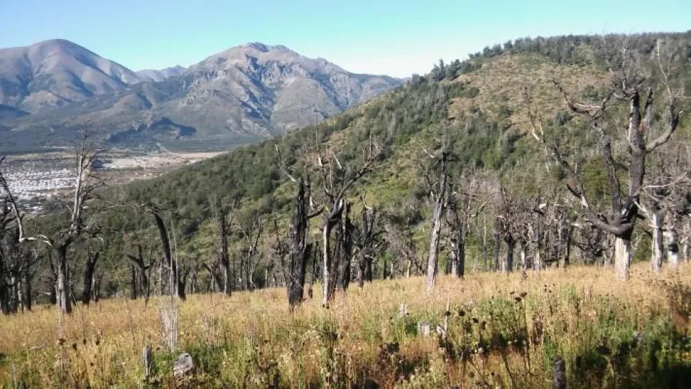 Restaurarán el bosque quemado de lenga del cerro Otto