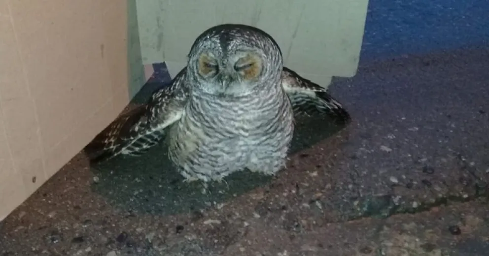 Una lechuza paseando por Pasaje Gutiérrez
