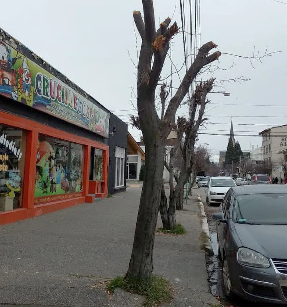 Piden a frentistas no hacer podas extremas en los árboles urbanos