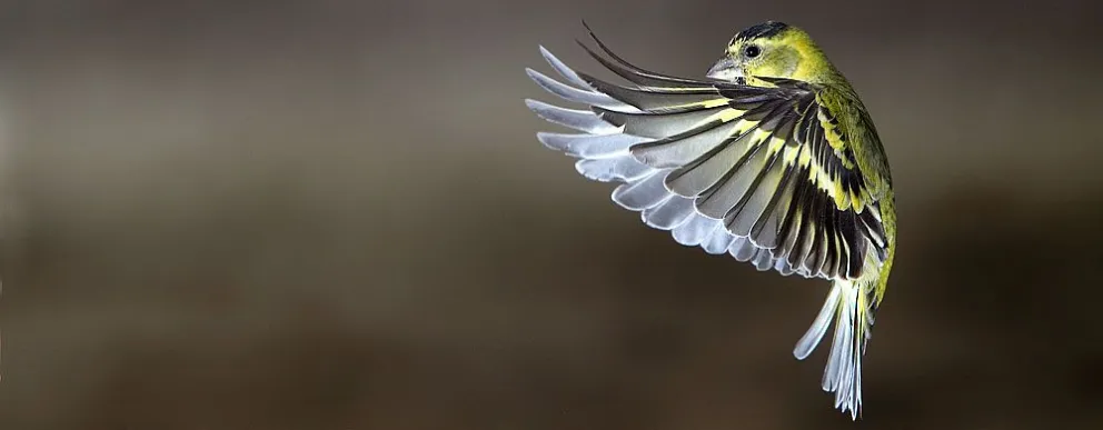 Argentina participó del evento de avistaje de aves más importante del mundo