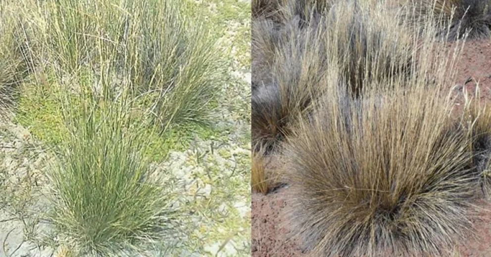 Un coirón que hace la diferencia