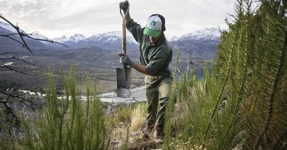 Reforestar Cholila: “Parece un interminable ejército de alfileres quemados entre la nieve”