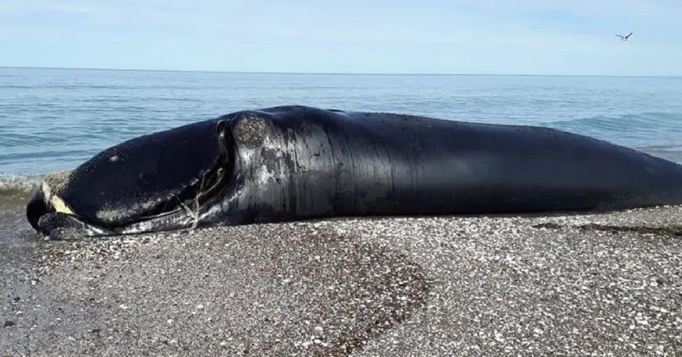 Encuentran ballena franca austral muerta en playa de San Antonio Este