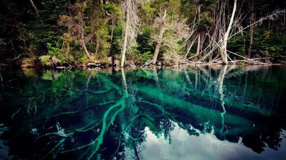 Proponen que el Bosque Sumergido sea Área Natural Protegida