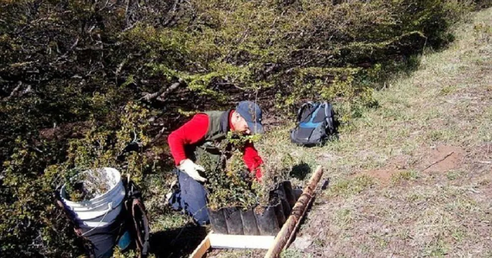 Con la plantación de lengas comienza mañana la reforestación del cerro Otto