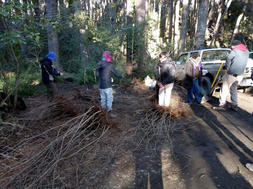 Extraen árboles del Parque Municipal Llao Llao para enviarlos a la Región Sur
