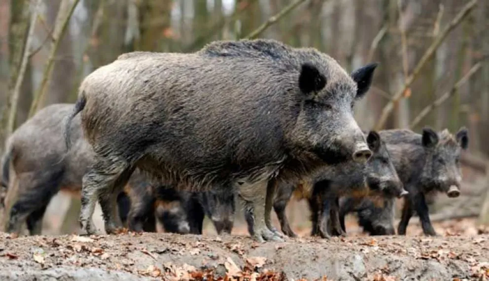 Problemática con jabalíes: Colocaron trampas y lograron capturar a uno