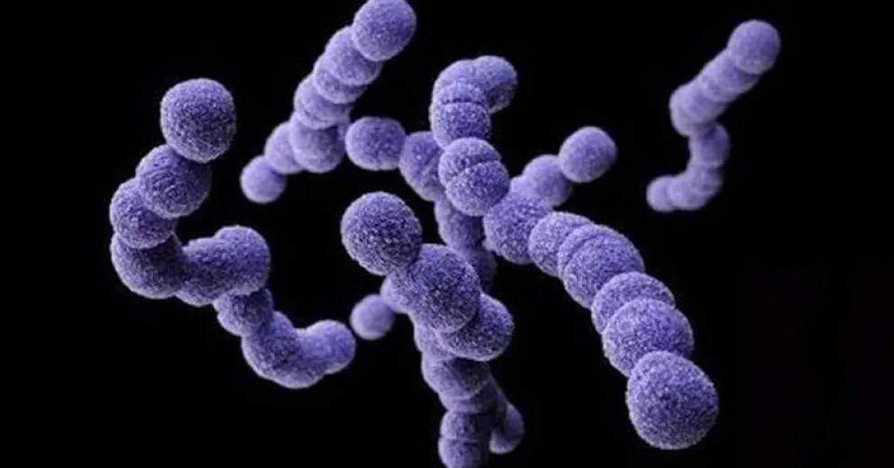 Estudian si la actual bacteria streptococcus pyogenes es más virulenta que lo habitual