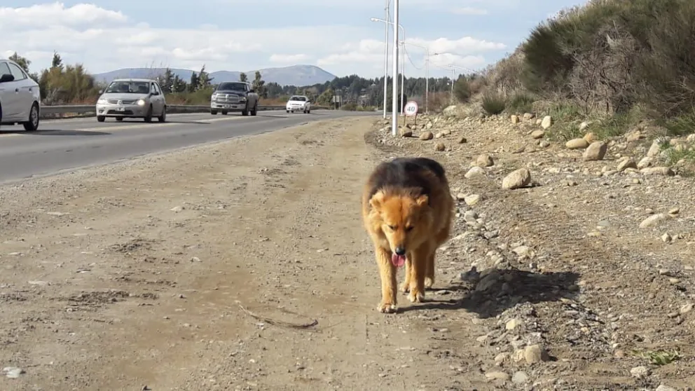 Aseguran que hay más de 26 mil perros en la vía pública