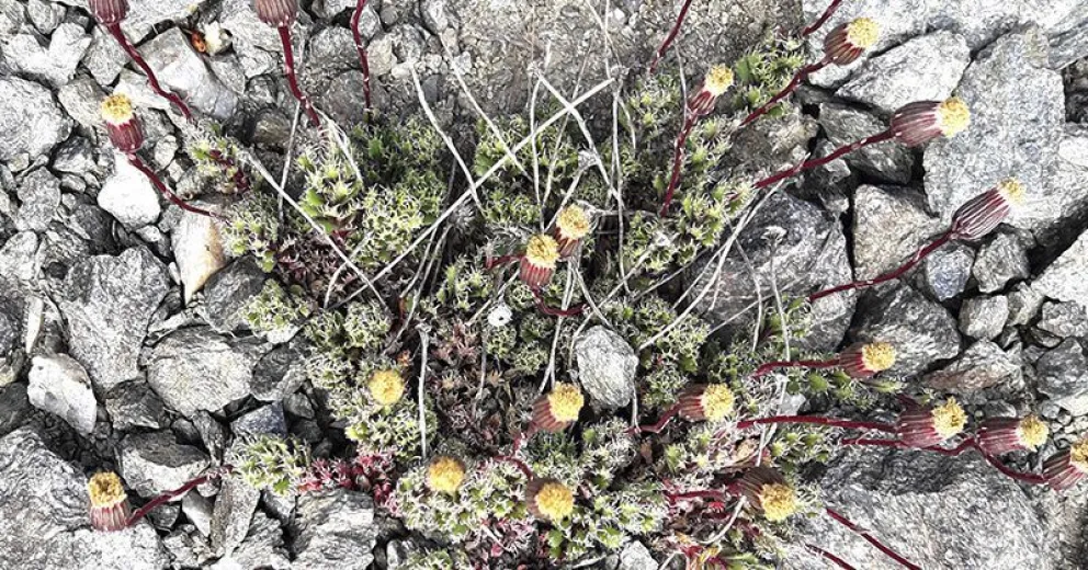 Exploraciones en búsqueda de un microendemismo de altura: el senecio del cerro Carbón   