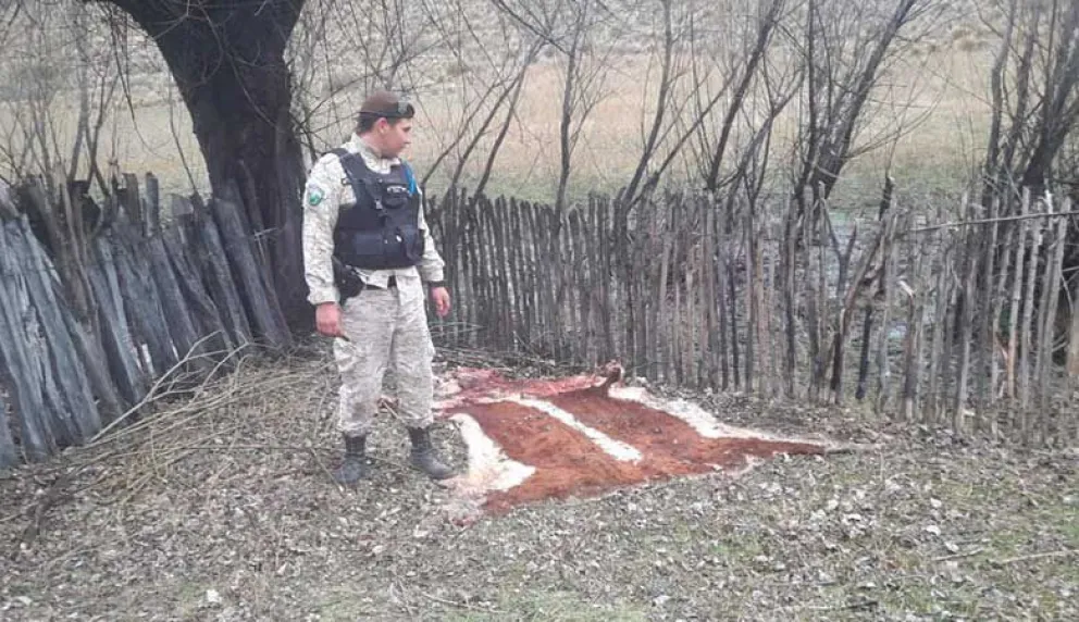 Policía siguió los pasos de furtivos, ubicó los restos de un animal faenado e identificó a los autores