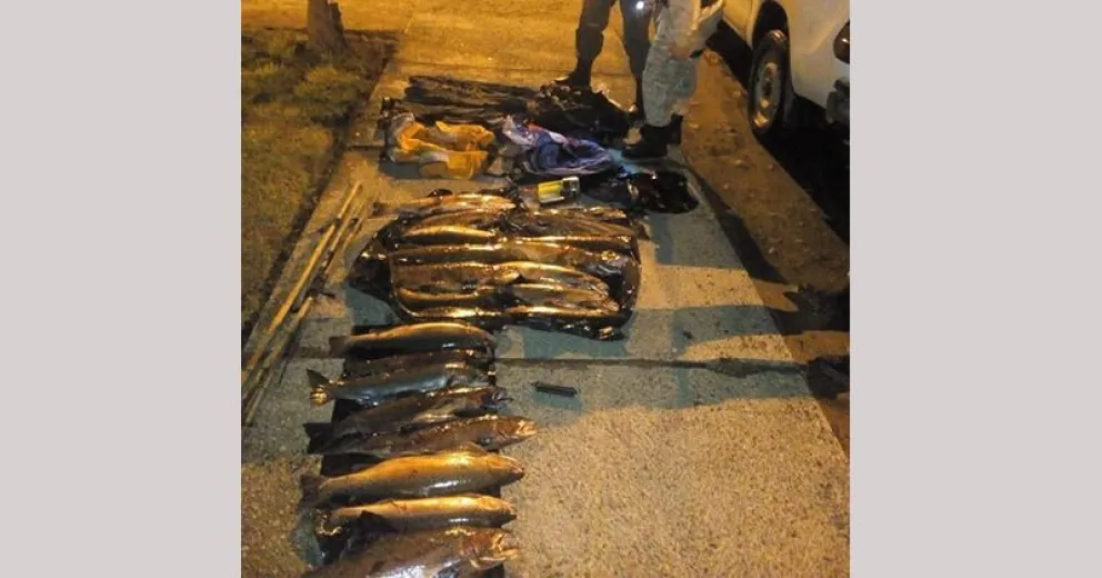 Apresaron a hermano de un detenido por causas similares con 50 kilos de truchas pescadas furtivamente