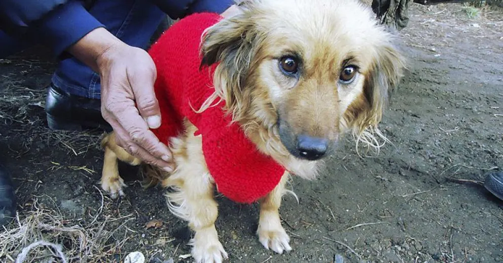 Mascotas Argentinas estará operando en el Centro Comunitario Ruca Che
