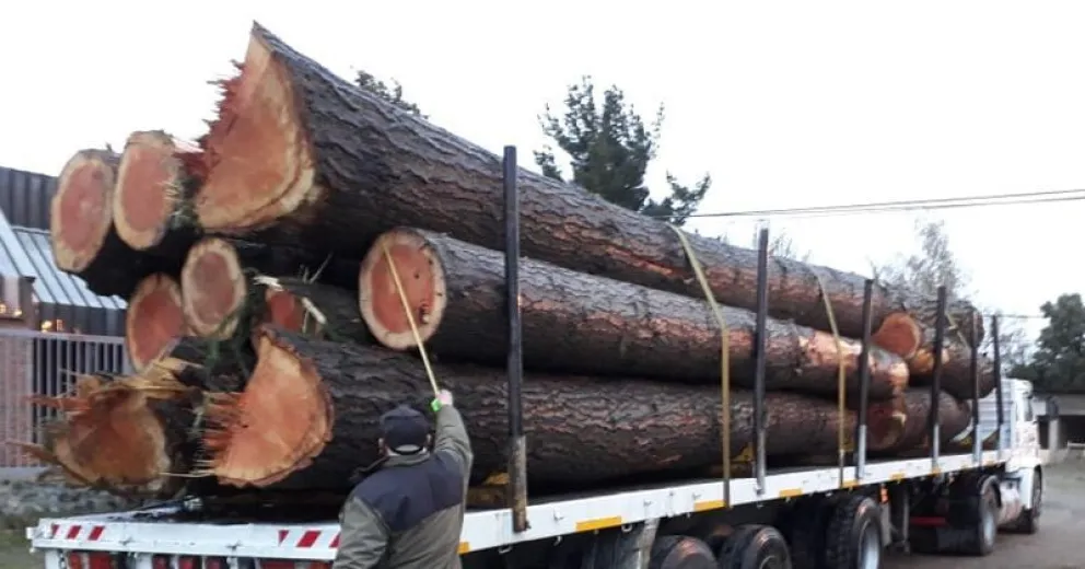 Los rollizos secuestrados.