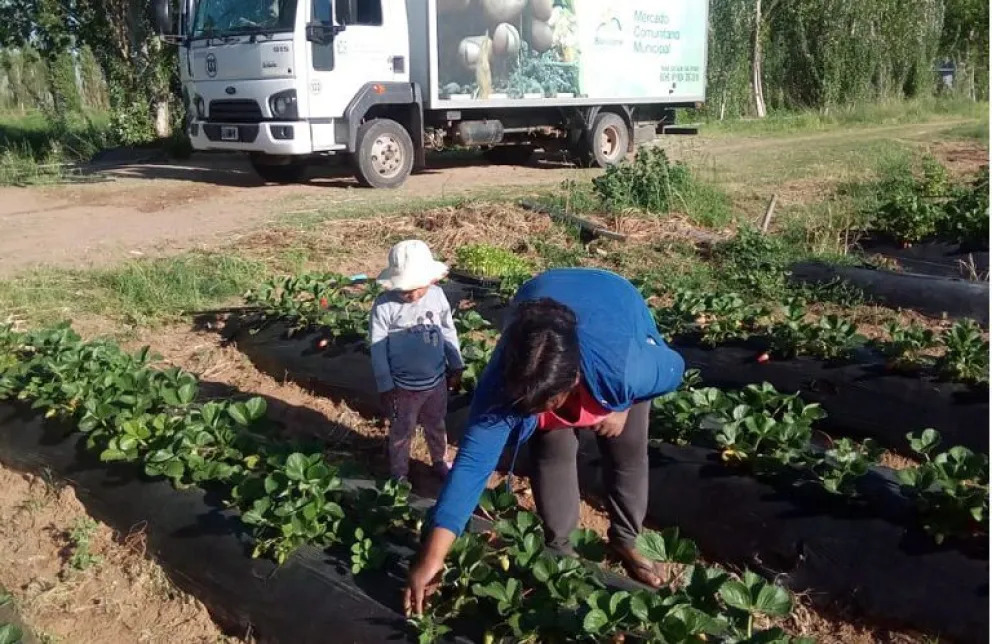 Llegó el camión al Mercado Comunitario y brillan las frutillas de Plottier