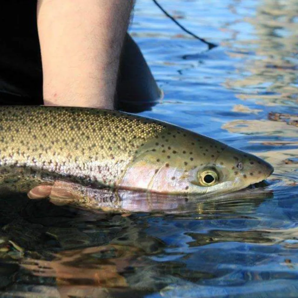 El atractivo de la temporada de pesca en Bariloche   