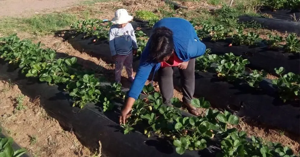 Feria Franca y frutillas de Plottier, las estrellas del Mercado Comunitario este sábado