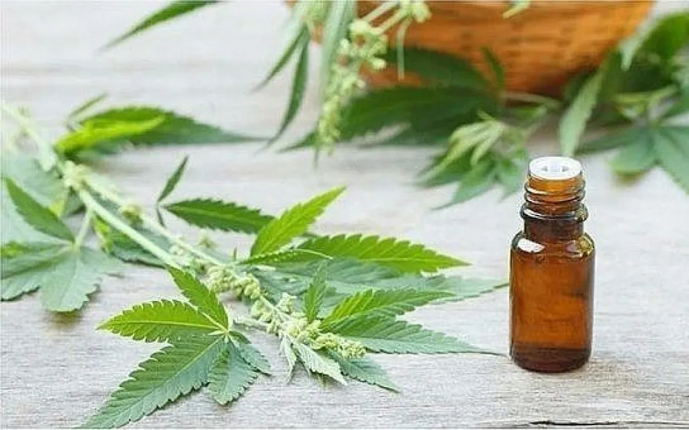 Se desarrollarán las Jornadas de Cannabis Terapéutico