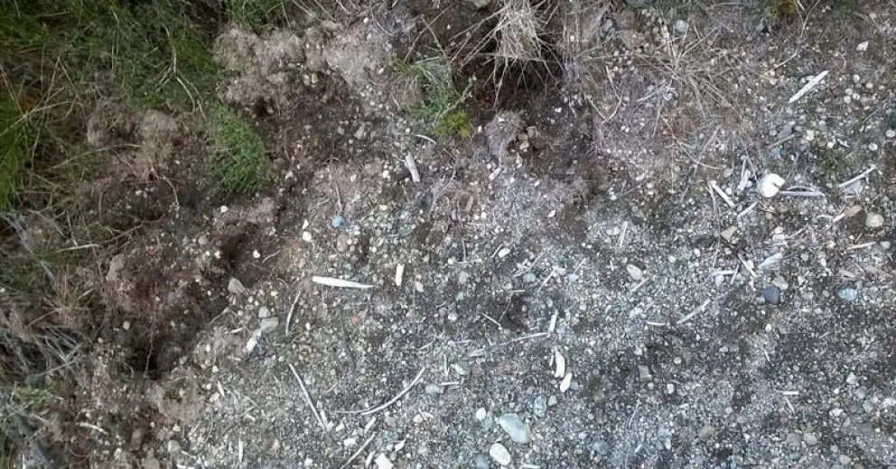 Huellas de jabalíes cerca de la cancha de fútbol del camino viejo a Catedral.