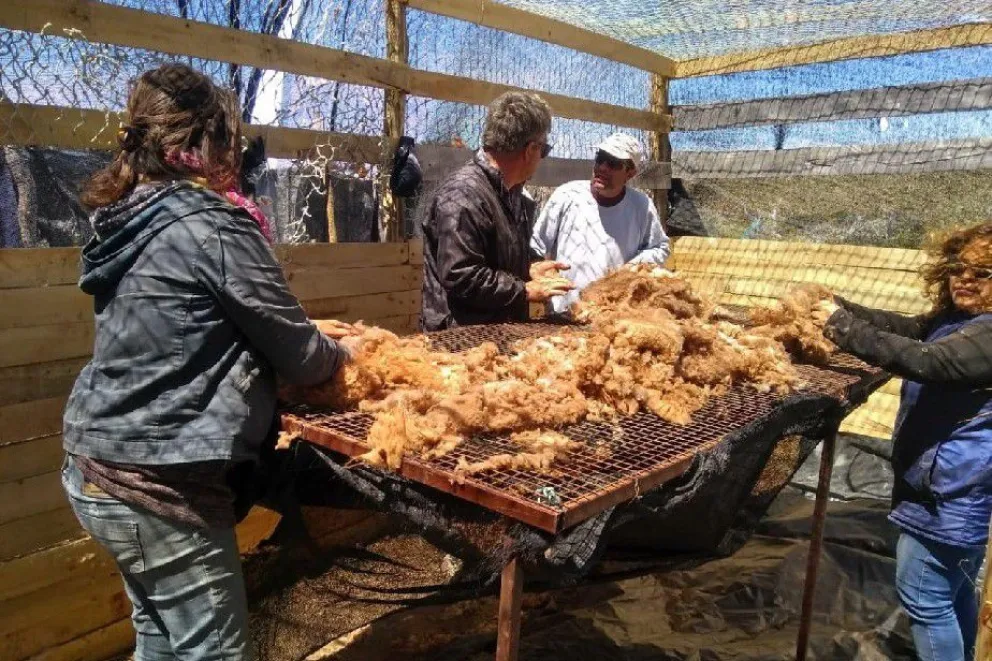 Río Negro sigue apostando al uso sustentable del guanaco  