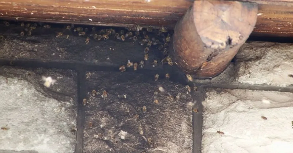 Qué hacer si ves una colmena de abejas