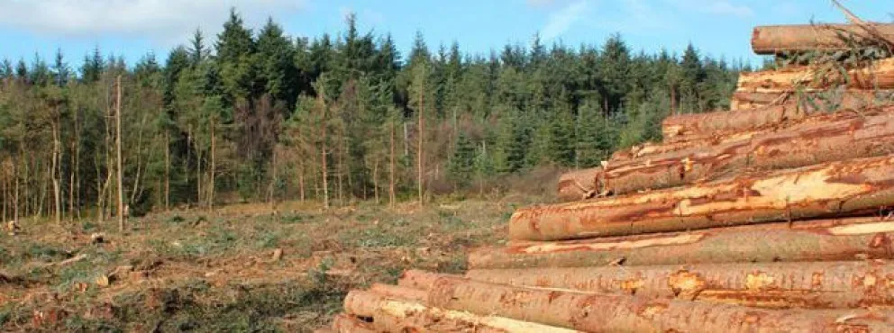 Revitalizar la visión productivista de los bosques patagónicos