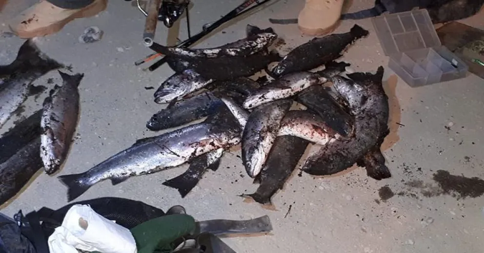 Decomisaron 22 truchas que fueron pescadas y transportadas de forma antirreglamentaria