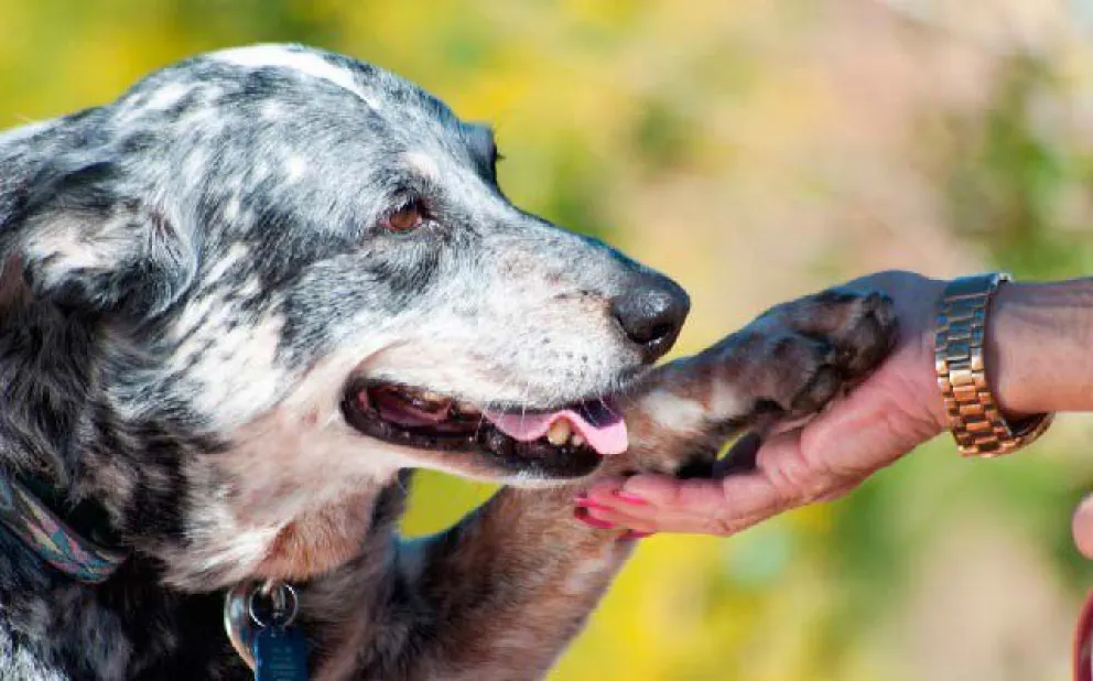 Este viernes lanzarán la campaña "Adoptá una mascota adulta, regalale una oportunidad".