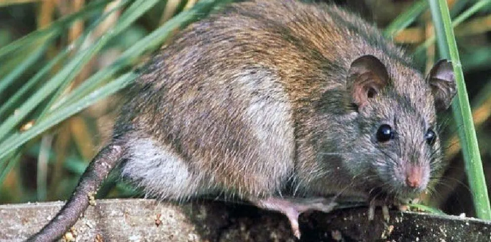 Declaran el alerta sanitaria en Chubut por los seis casos de hantavirus